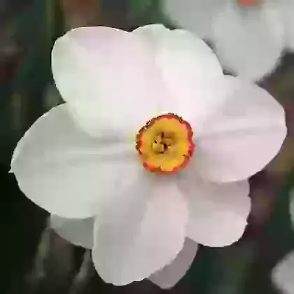 Poeticus Narcissi